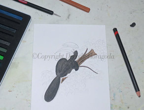 Mixed media colouring of Malabar Pied Hornbill illustration in progress