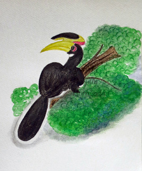 Mixed media illustration of a Malabar Pied Hornbill by Deepthi Horagoda