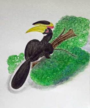 Mixed media illustration of Malabar pied hornbill