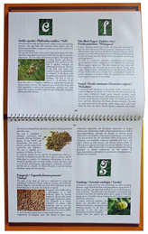 Layout and design of two pages containing medicinal properties of ingredients used in the recipes Layout and design of two pages containing recipes from the cookery book of the last Kandyan Dynasty.