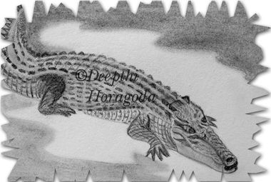 Illustration of crocodile in graphite