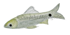 Illustration of a ‘Dandiya’ tropical freshwater fish