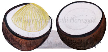 Illustration of a split coconut showing the flesh inside