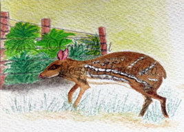 A mixed media illustration of a mouse deer